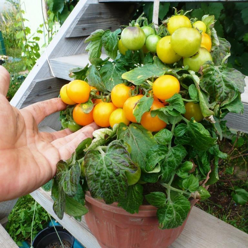 Помидоры - Liliput Yellow -  Жёлтый Лилипут