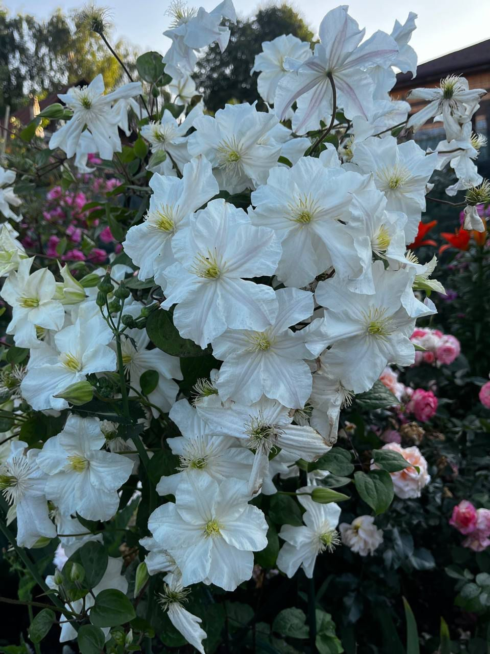 Клематис гибридный Сноу Сторм Закупка М33 апрель 2026