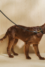 Ошейник "Пони-Макарони" Черный