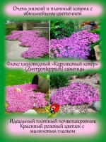 Флокс шиловидный Карликовый ковер розово-пурпурный