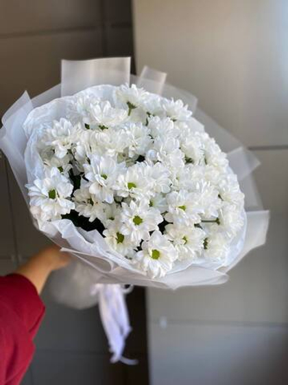 Хризантемы ромашковое облачко