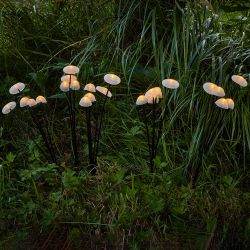 USL-S-832-PM030 FAIRY MUSHROOMS SET25 Садовый светильник на солнечной батарее Волшебные грибы. в комплекте из 25 штук. 25 светодиодов. Теплый белый свет. 1xАA Ni-Mh аккумулятор в-к. IP44. TM Uniel