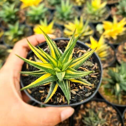 Хавортия RADULA VAR