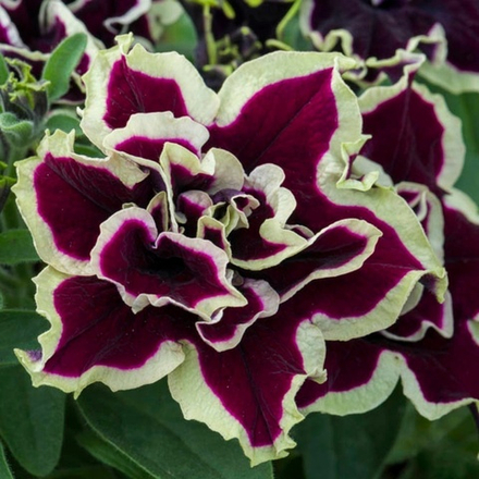 ЕВРО Петуния Tumbelina Superstar укорененный черенок ОКС март Koh