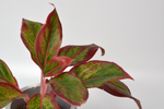 Аглаонема Ред Файр / Aglaonema Red Fire