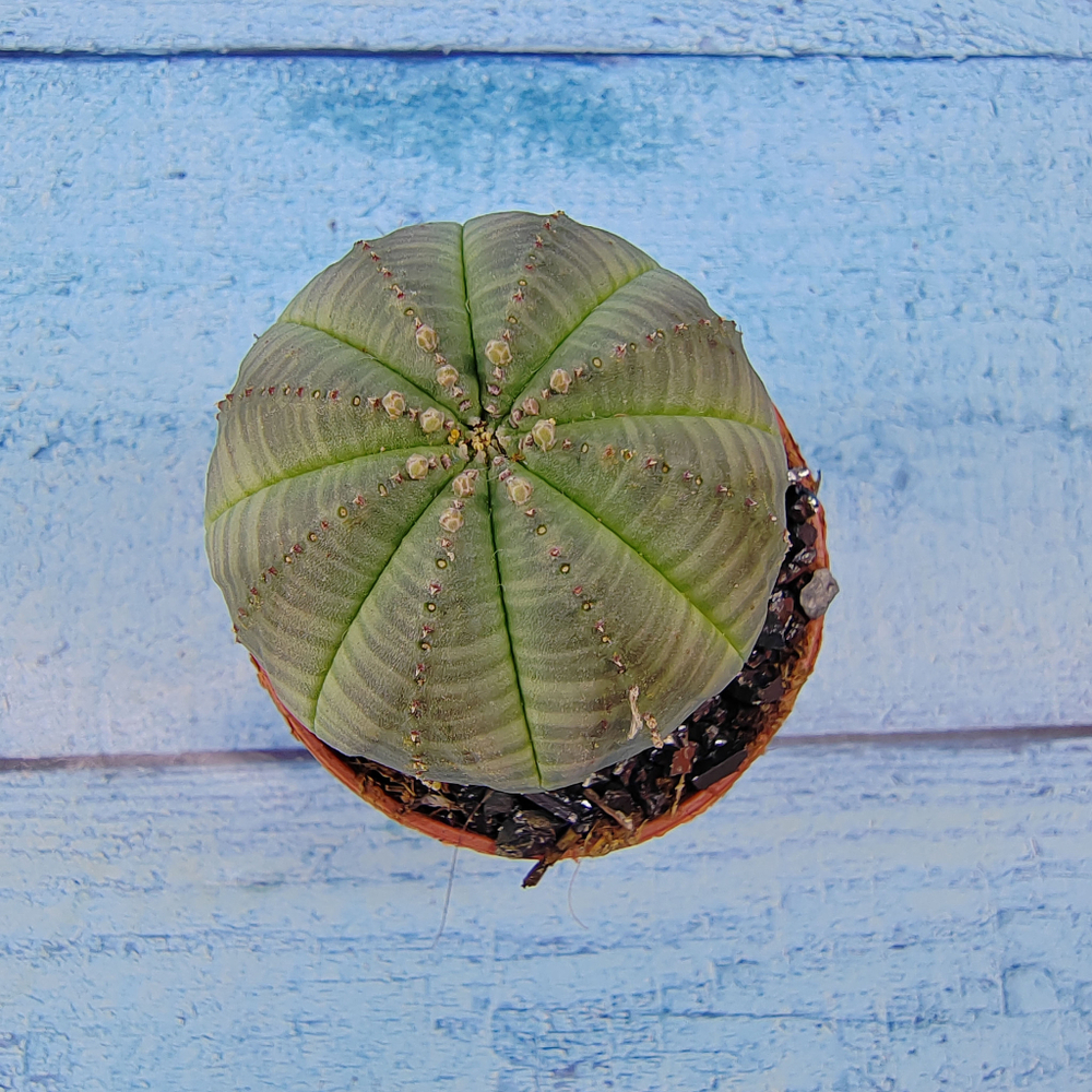 Euphoria Obesa (Эуфорбия)