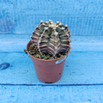 Gymnocalycium Friedrichii (Гимнокалициум)