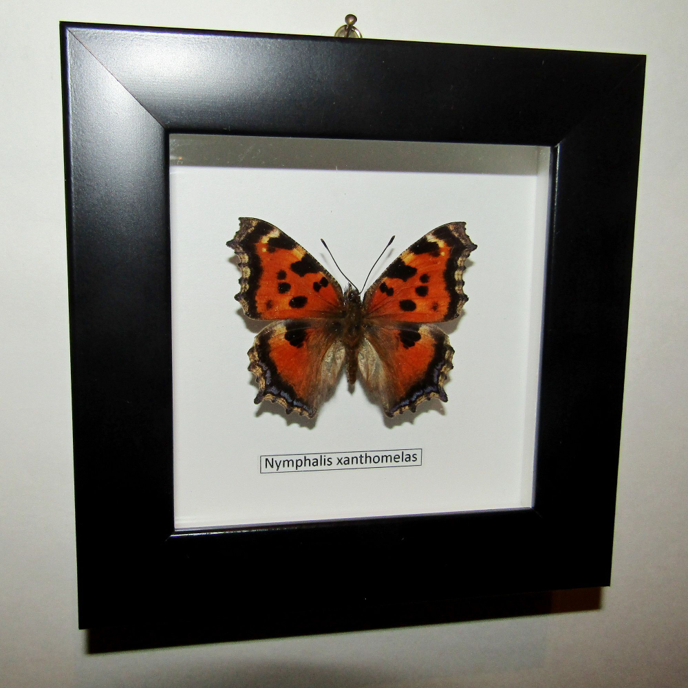 Бабочка Многоцветница черно-рыжая в рамке