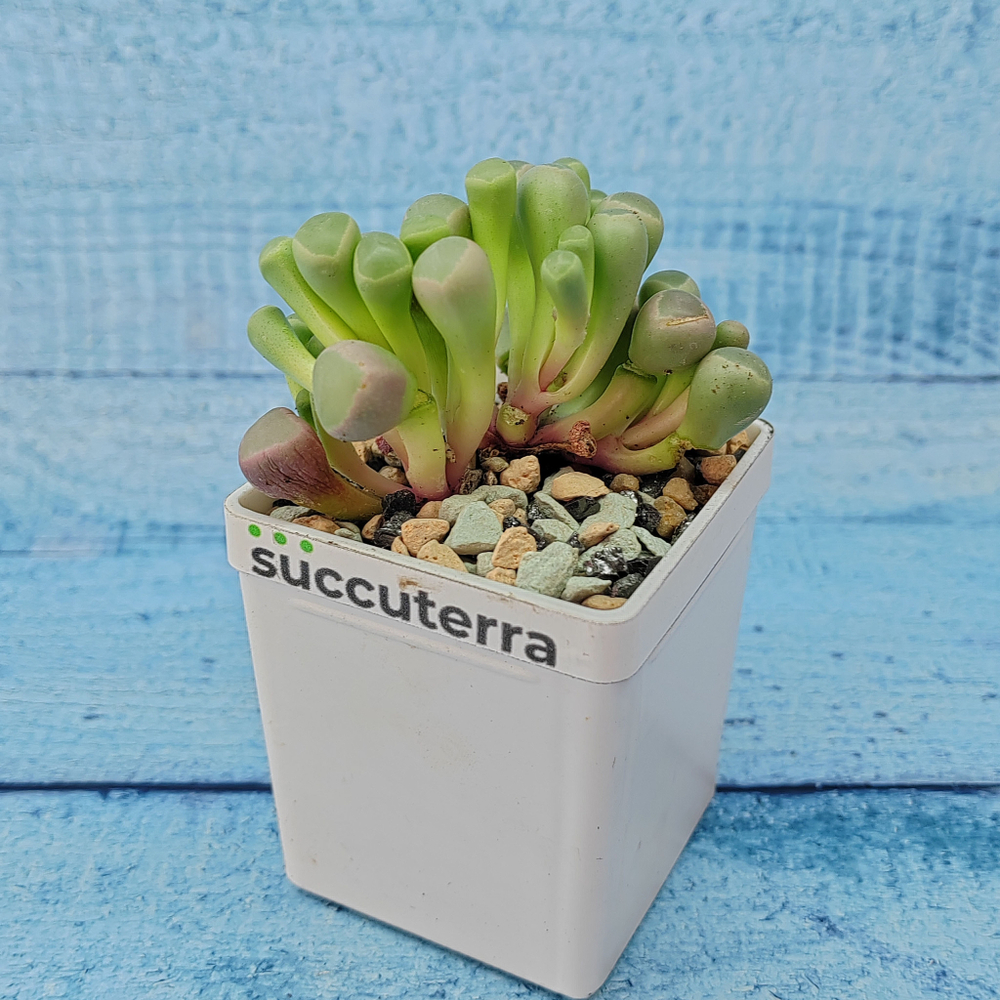 Fenestraria Aurantiaca (Фенестрария)