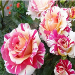 VANILLE FRAISE (Ваниль Фрайз)
