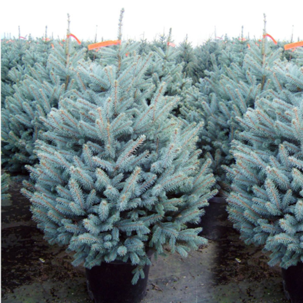 Ель колючая (голубая) Фат Альберт С2 20-25