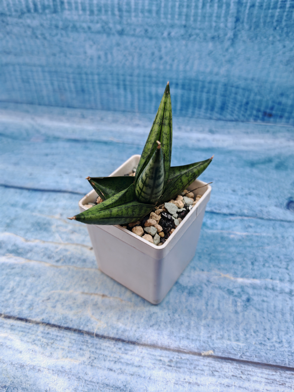 Sansevieria Rocky Crown (Сансевиерия)