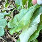 Алоказия OKINAWA