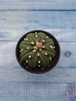 Astrophytum Asterias (Астрофитум)