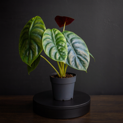 Алоказия (Alocasia)