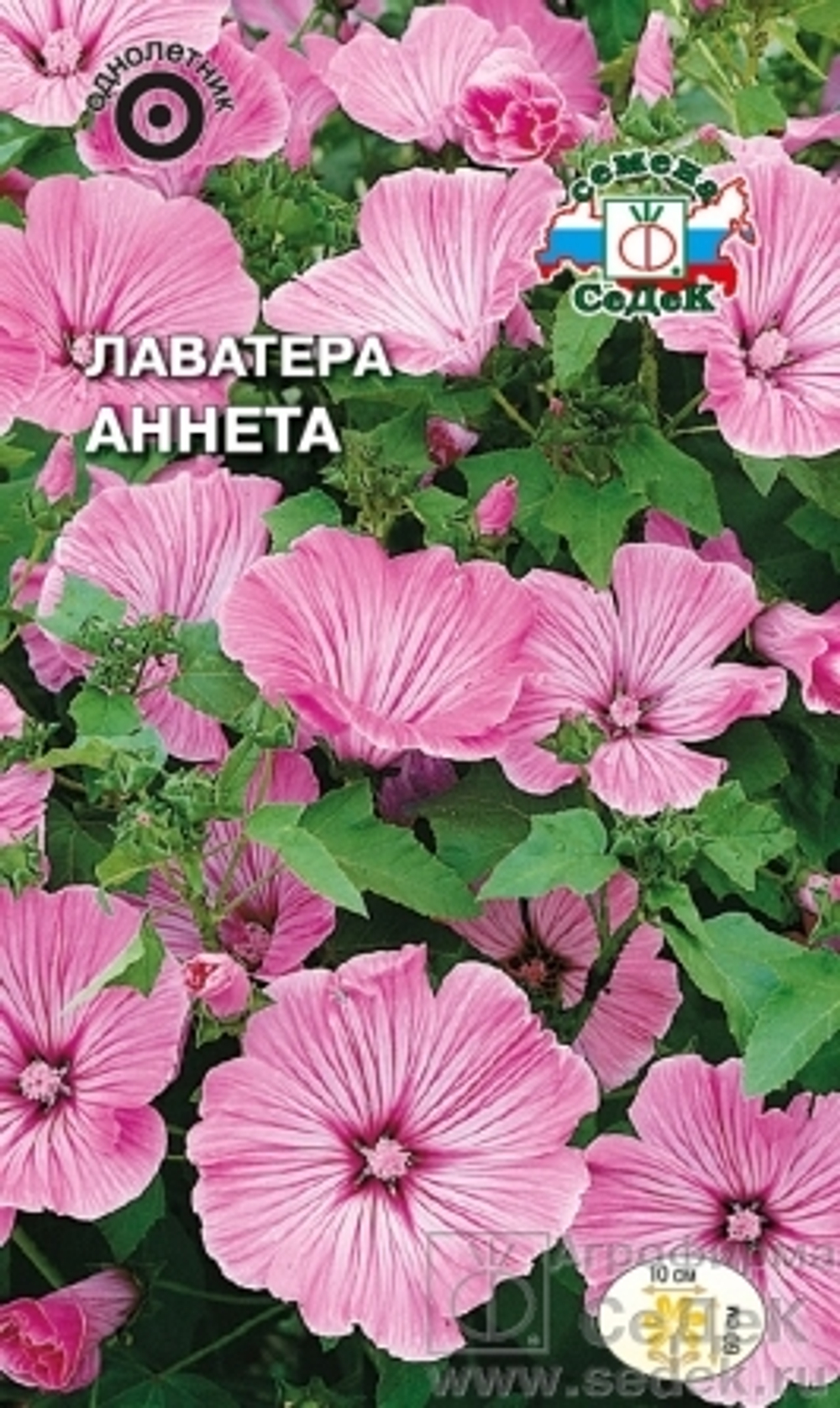 Лаватера Аннета Седек