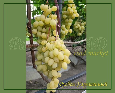 Виноград кишмиш РУСБОЛ УЛУЧШЕННЫЙ 13-3-6-2, Эльф