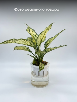 Аглаонема Jadeite д.11 горшок с автополивом