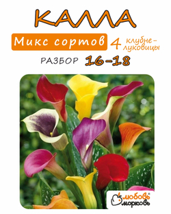 Калла клубнелуковица, Микс сортов, 4шт. Разбор 16/18