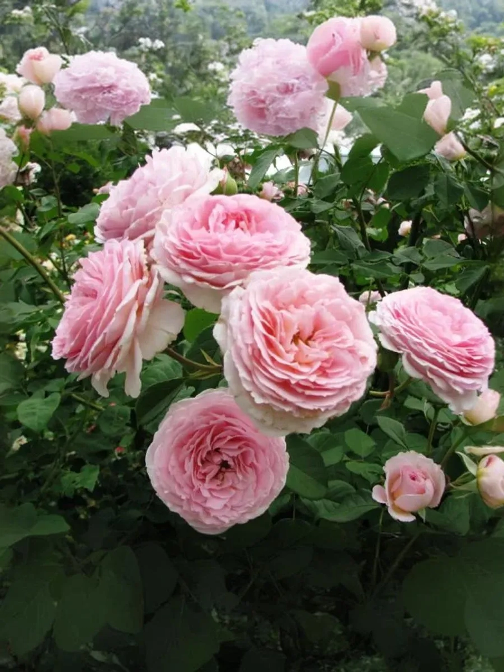 Роза английская Джеймс Галвей