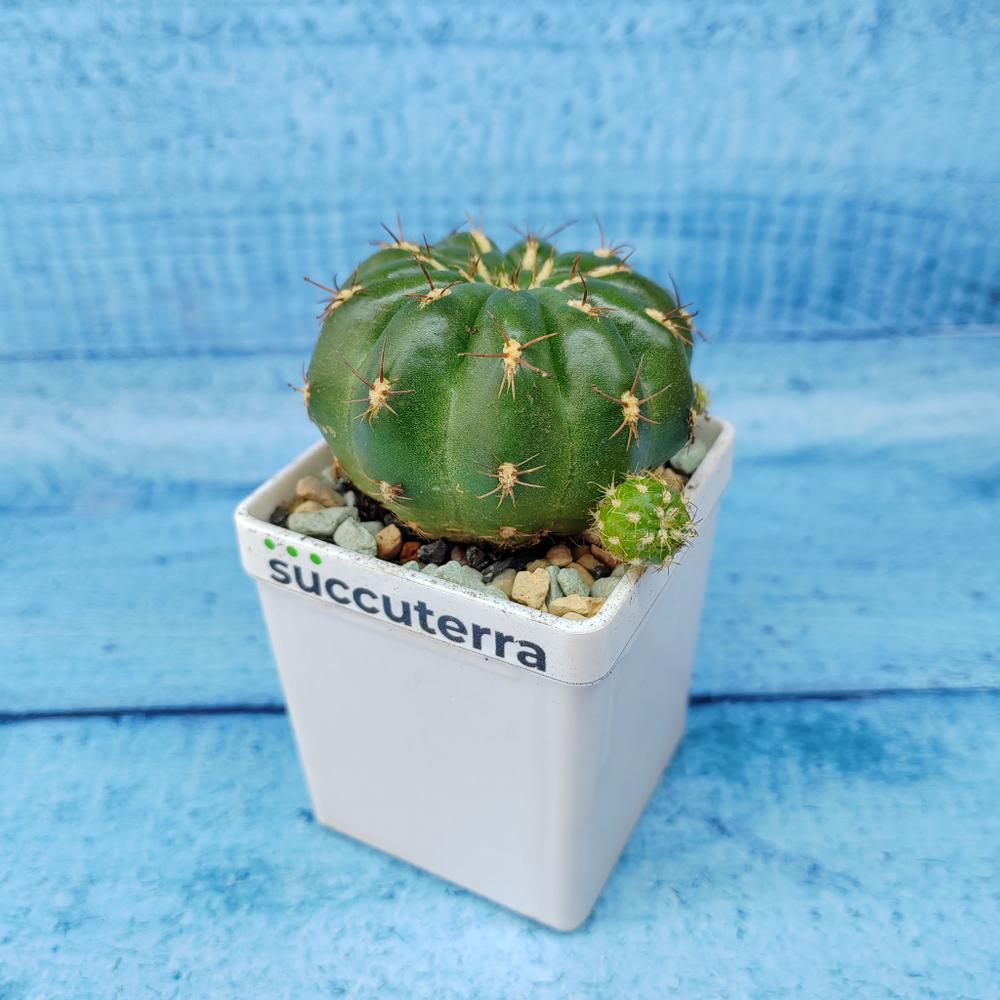 Matucana Polzii (Матукана)