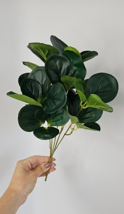 Пеперомия / Арт 6057