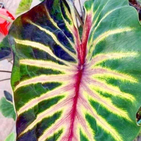 Изменения по колоказиям