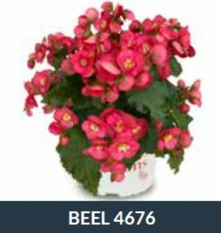 Бегония BK Collection Dreems Garden Beel ОКС Укорененный черенок. Под заказ