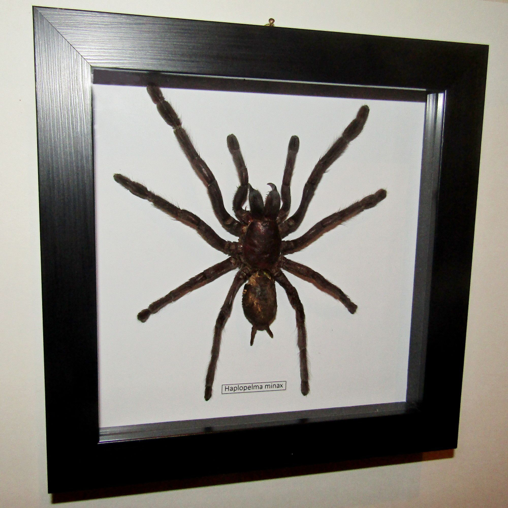 Паук-Птицеяд в рамке