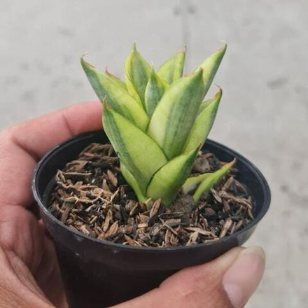 Сансевиерия PAGODA VAR