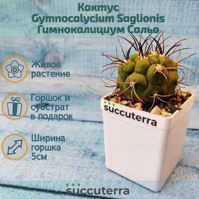 Gymnocalycium Saglionis (Гимнокалициум Сальо)