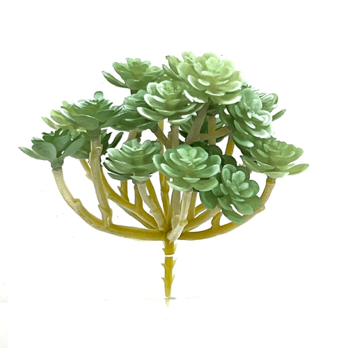 Суккулент 105 сизый