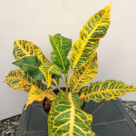 Кротон PLA TABIEN KAEW