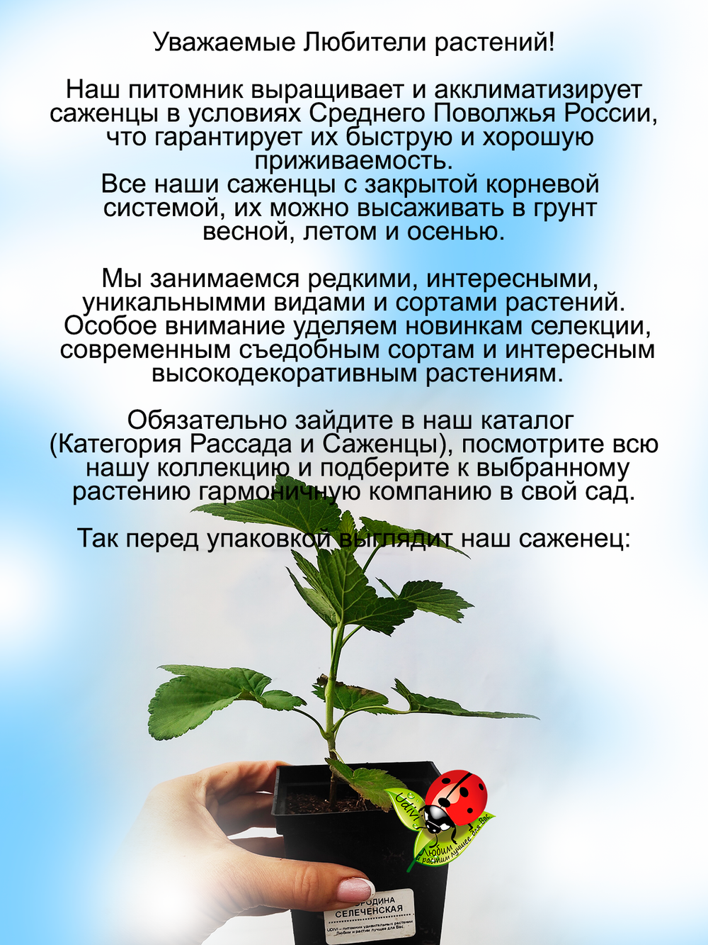 Смородина Селеченская чёрная сладкая