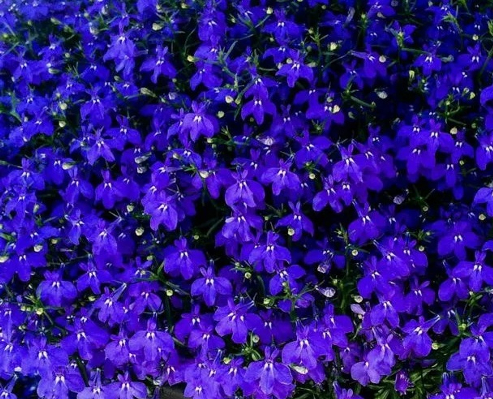 ЕВРО Лобелия Lobelia Cura Basket Dark Blue укорененный черенок ОКС