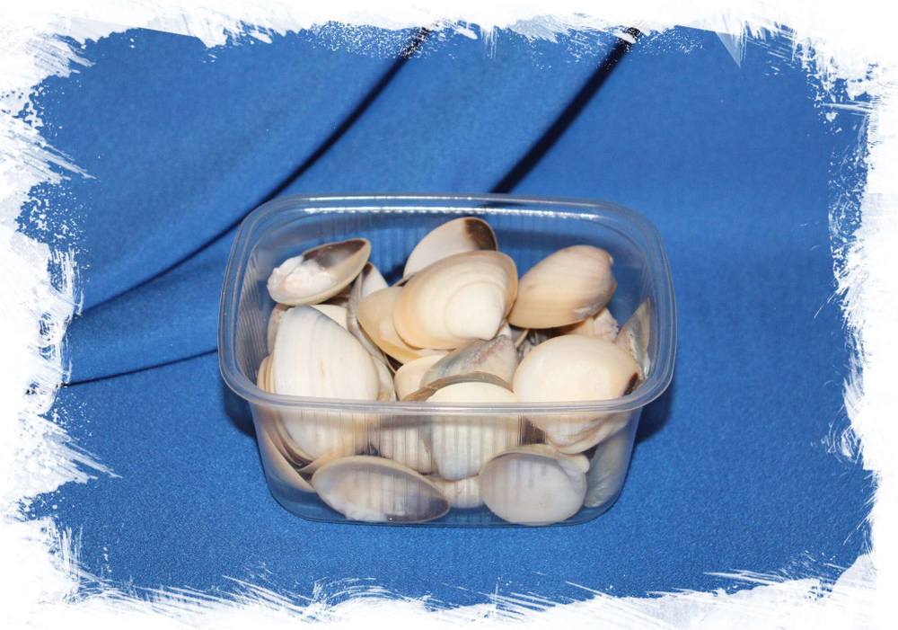 Ракушки для панно купить