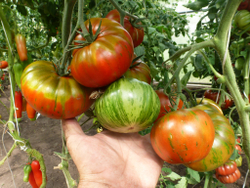 Помидоры Chocolate Stripes