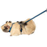 Комплект шлейка и поводок для морской свинки из капрона "Прогулка", 130*190*80; 10*1200мм, Gamma