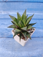 Haworthia Reticulata (Хавортия)