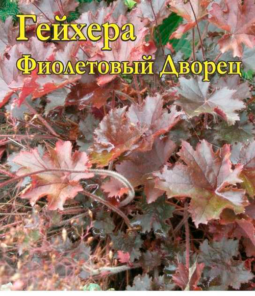 Гейхера Фиолетовый дворец