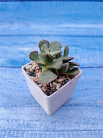 Aloinopsis malherbei (Алоинопсис)