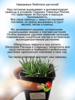 Гвоздика серовато-голубая "Пинк Бланка" многолетняя
