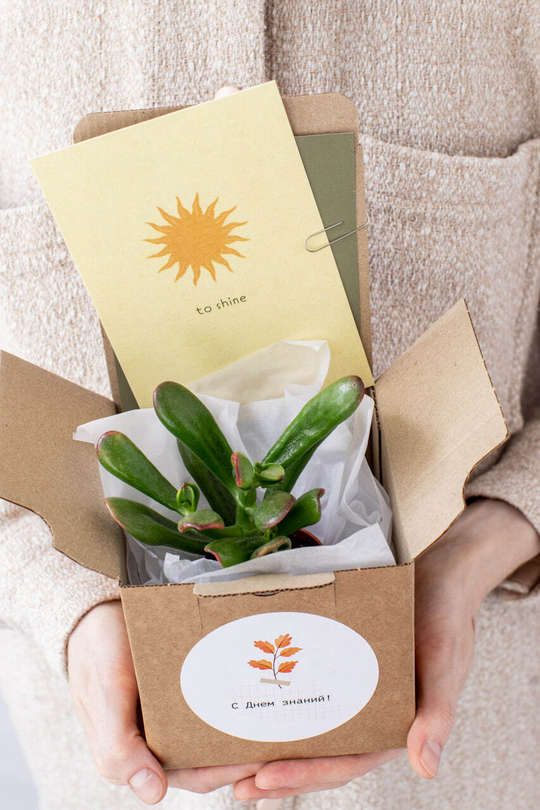 Растение в подарок