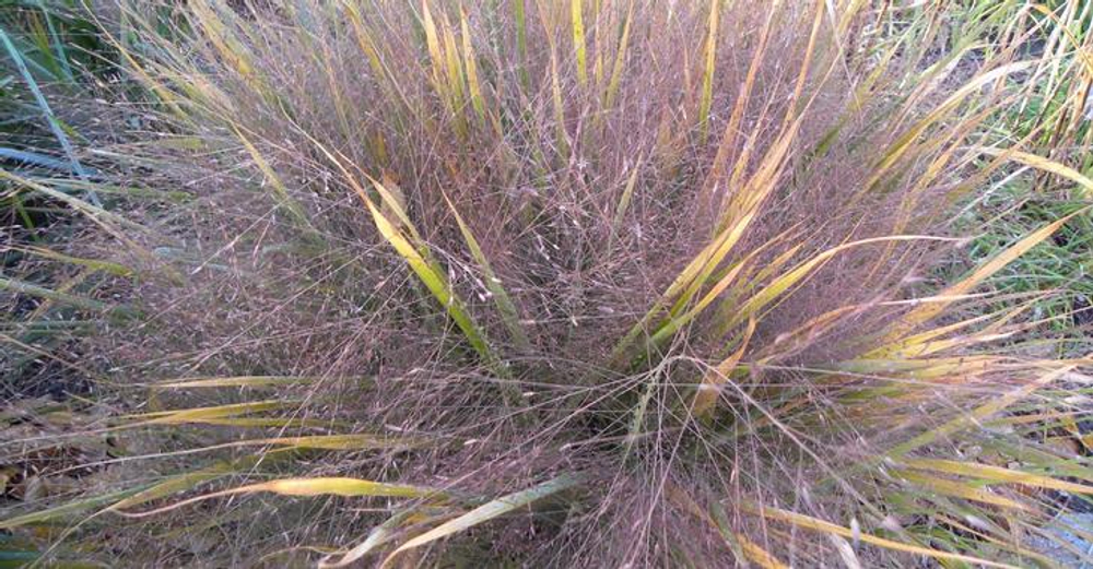 Полевичка видная. Eragrostis spectabilis.