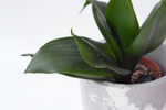 Сансевиерия Ханни Блэк / Sansevieria Honey Black