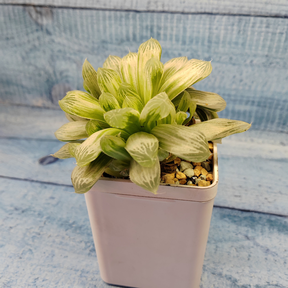 Haworthia Cooperi Variegata (Хавортия)