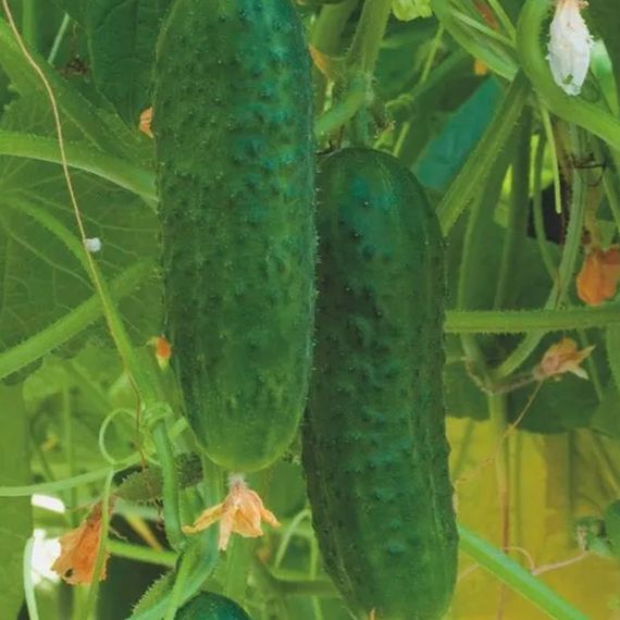 СИГУРД F1 семена огурца Enza Zaden цена