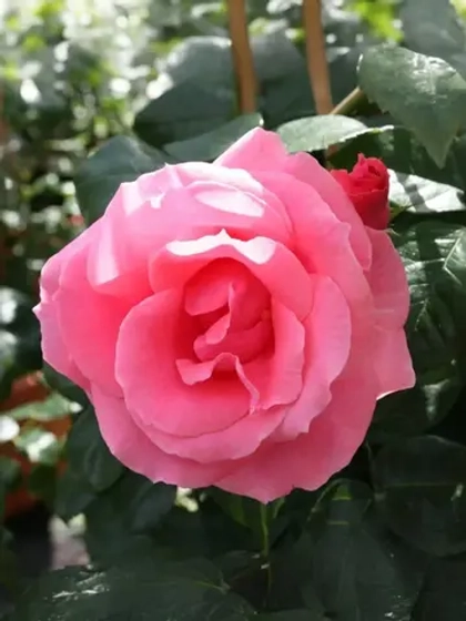 Роза плетистая Лавиния