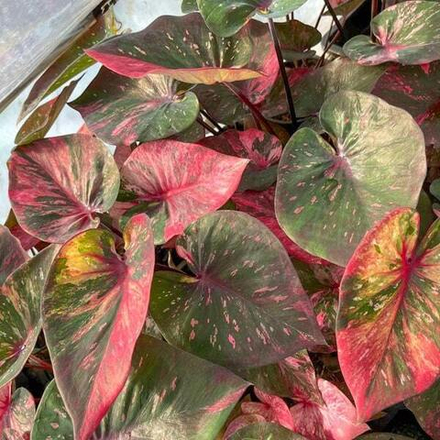 Каладиум MANEE LOM PHET