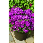 Семена Гвоздика турецкая Фиолетовая гора (УД) Е/П